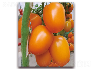 �����-���ѷN��-���f(w��n)��