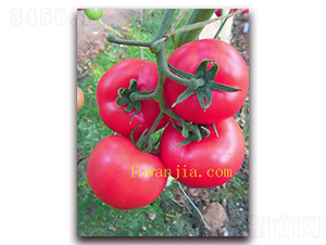 ��ϲ��̖(h��o)-���ѷN��-���f(w��n)��