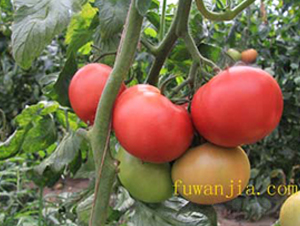 ��(y��u)��121-���ѷN��-���f(w��n)��