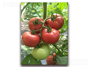 ���¶���-���ѷN��-���f(w��n)��