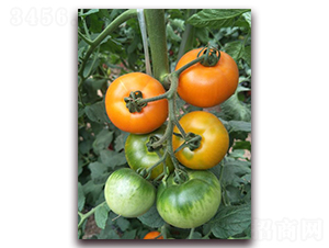 �����-���ѷN��-���f(w��n)��