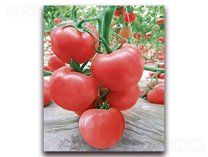 ��(y��u)��588-���ѷN��-���f(w��n)��