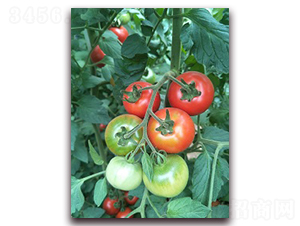 ��֮ζ6̖(h��o)-���ѷN��-���f(w��n)��