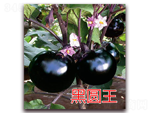 �ڈA��-���ӷN��-�|�Z�r(n��ng)�I(y��)