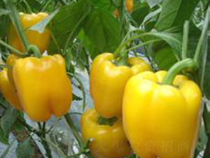 �S���ϡ��Sɫ�𽷷N��-�|�Z�r(n��ng)�I(y��)