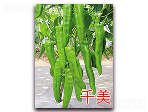 ǧ��-�����N��-�|�Z�r(n��ng)�I(y��)