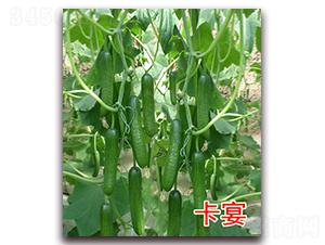 ����-�S�ϷN��-�|�Z�r(n��ng)�I(y��)