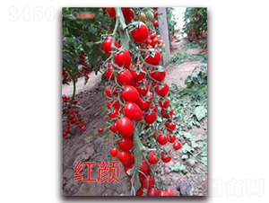 �t�-���ҷ��ѷN��-�|�Z�r(n��ng)�I(y��)