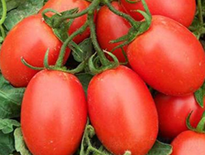 �t�_��-���ҷ��ѷN��-�|�Z�r(n��ng)�I(y��)