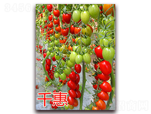 �_(t��i)��ǧ�ݣ���t��-���ҷ��ѷN��-�|�Z�r(n��ng)�I(y��)