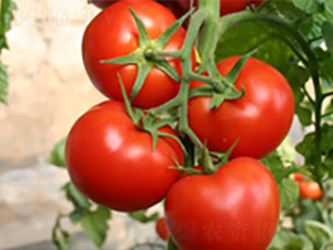 ���m��-�t�����ѷN��-�|�Z�r(n��ng)�I(y��)