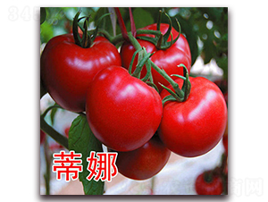 ����-�۹����ѷN��-�|�Z�r�I(y��)