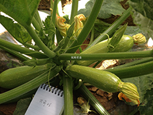 ��(y��u)����̖-�����J�N��-��(y��u)���r(n��ng)�I(y��)