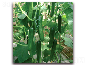 �Ű���-�S�ϷN��-� ��r(n��ng)�I(y��)