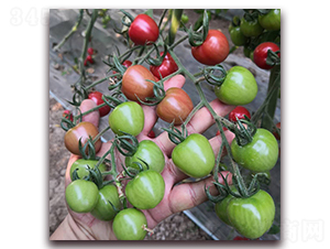 ��-���ѷN��-� ��r(n��ng)�I(y��)