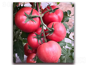 � �1835-���ѷN��-� ��r(n��ng)�I(y��)