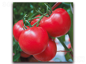 ���_��-���ѷN��-� ��r(n��ng)�I(y��)