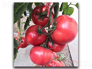 � �1900-���ѷN��-� ��r(n��ng)�I(y��)