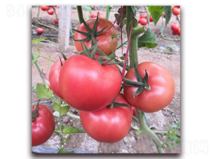 ��?t��ng)?-���ѷN��-��?t��ng)��r(n��ng)�I(y��)