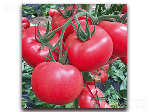 � �6-���ѷN��-� ��r(n��ng)�I(y��)