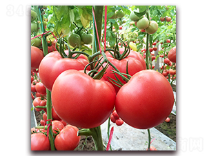 ��?t��ng)?-���ѷN��-��?t��ng)��r(n��ng)�I(y��)