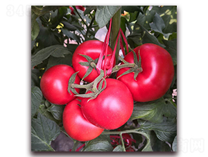 ��ؐ��3-���ѷN��-��?t��ng)��r(n��ng)�I(y��)