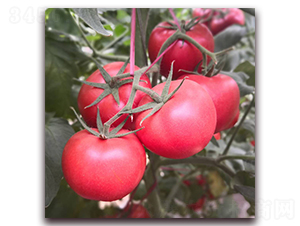 ��ؐ��2-���ѷN��-� ��r(n��ng)�I(y��)