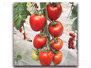 � ���-���ѷN��-� ��r(n��ng)�I(y��)