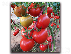 � ��t1-���ѷN��-� ��r(n��ng)�I(y��)