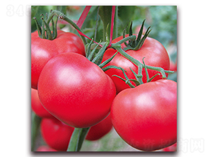 ��ؐ��-���ѷN��-� ��r(n��ng)�I(y��)