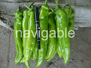 �����R-�⽷�N��-����