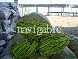 ������-�⽷�N��-����