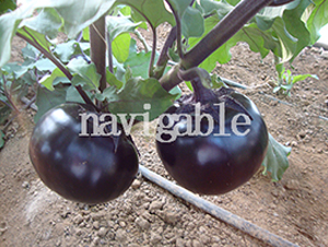 �F�A8̖-���ӷN��-����