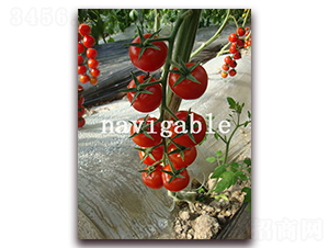 �tؐ��-���ҷ��ѷ��ѷN��-����