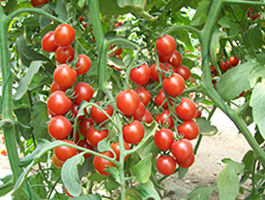 Y09-��TY���ҷ��ѷN��-����