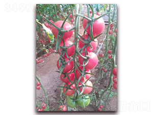 Y04-��TY���ҷ��ѷN��-����