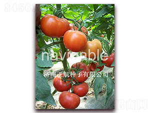 ʥ�_(d��)��-����TY��t���ѷN��-����