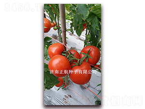 ����ʯ-����TY��t���ѷN��-����