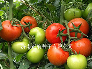 ����100-��TY��t���ѷN��-����