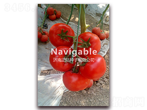 ����98-��TY��t���ѷN��-����