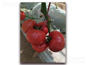 �ش����-�۹����ѷN��-����