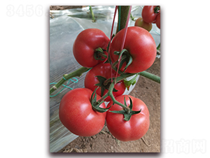 ����909-�۹����ѷN��-����