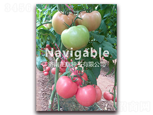 ��ؐ��-�۹����ѷN��-����