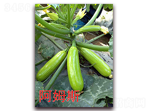 ��ķ˹-�����J�N��-�f(w��n)���r(n��ng)�I(y��)