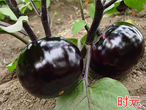 �r(sh��)Ԫ-���ӷN��-�f(w��n)���r(n��ng)�I(y��)