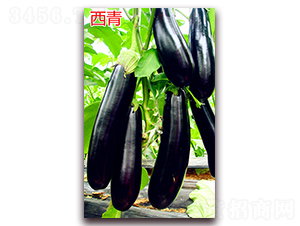 ����-���ӷN��-�f(w��n)���r(n��ng)�I(y��)