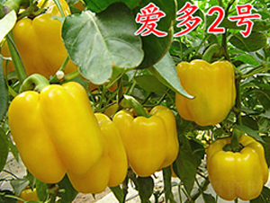 �۶�2̖-�����N��-�f���r(n��ng)�I(y��)