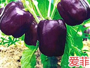 �۷�-�����N��-�f���r(n��ng)�I(y��)