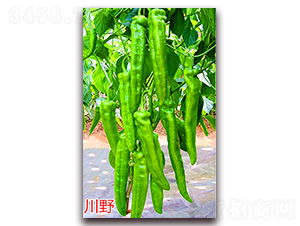 ��Ұ-�����N��-�f���r(n��ng)�I(y��)