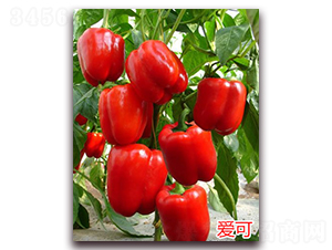 �ۿ�-�����N��-�f���r(n��ng)�I(y��)